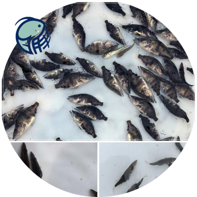 河源花鯽魚與翹嘴鱖魚養(yǎng)殖技術(shù)及水質(zhì)改良劑研發(fā)
