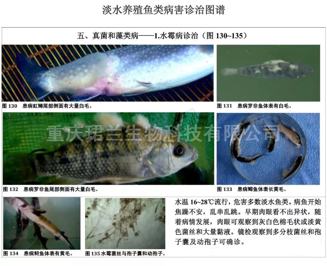 常見淡水養(yǎng)殖魚類病害圖及防治技術