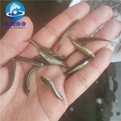 魚類養(yǎng)殖技術 科學管理與可持續(xù)發(fā)展