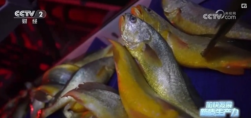 突破創(chuàng)新，藍色“智慧糧倉”——新質(zhì)生產(chǎn)力奏響魚類養(yǎng)殖澎湃新“樂章”