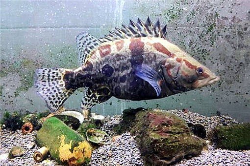 鱖魚養(yǎng)殖 2020年市場(chǎng)價(jià)格、養(yǎng)殖前景、技術(shù)革新與水質(zhì)管理