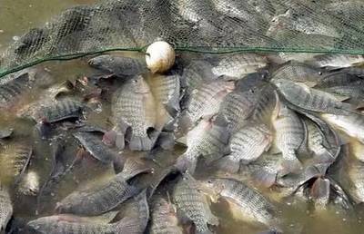 水質(zhì)改良劑研發(fā)大佬，30畝魚塘年入40萬(wàn)，揭秘“富養(yǎng)”羅非魚的致富經(jīng)