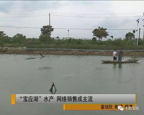 寶應(yīng)湖水產(chǎn) 網(wǎng)購(gòu)直達(dá)的新鮮美味，背后的水質(zhì)改良劑科技